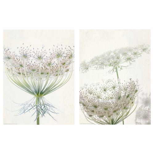 Dues delicades impressions botàniques de flors blanques sobre paper beix clar, disposades una al costat de l'altra.