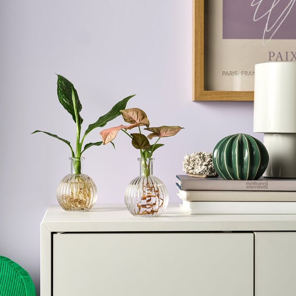 BLADVERK Planta amb gerro, hidropònic, 10 cm