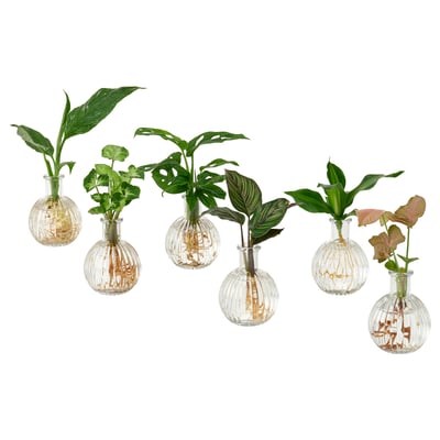 BLADVERK Planta amb gerro, hidropònic, 10 cm