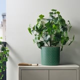 Planta verda a la prestatgeria amb escombra; resistent a les gelades.