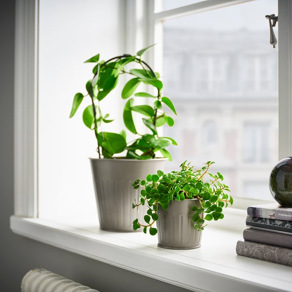 Dues plantes verdes en testos metàl·lics s'asseuen a l'ampit de la finestra, una més gran i una altra més petita, a prop d'una pila de llibres i una esfera decorativa.