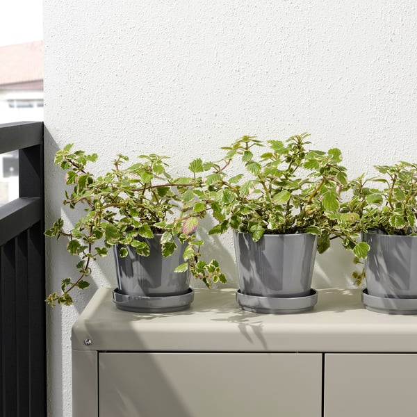 Tres plantes en test en una prestatgeria blanca contra una paret blanca. Els testos tenen platets i forats de desguàs, adequats tant per a ús interior com exterior.