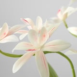 Primer pla de la flor artificial FEJKA; pètals blancs immaculats amb subtils venes vermelles, sobre tija verda.