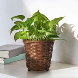 Jardinera de cistella marró teixida KLIBBAL amb planta verda a la prestatgeria, més petita que els llibres.