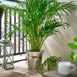 KORKGRAN Galleda/test, interior/exterior/galvanitzat, 10 l