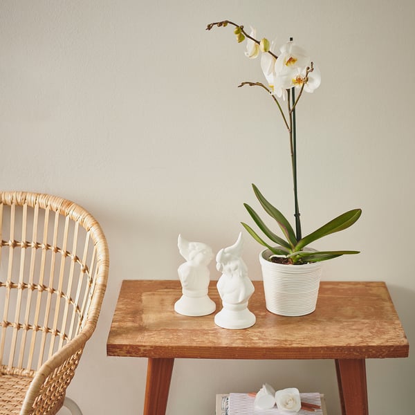 Una planta d'orquídies blanques amb dos conillets de ceràmica damunt d'una taula de fusta contra una paret.