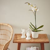 Una planta d'orquídies blanques amb dos conillets de ceràmica damunt d'una taula de fusta contra una paret.