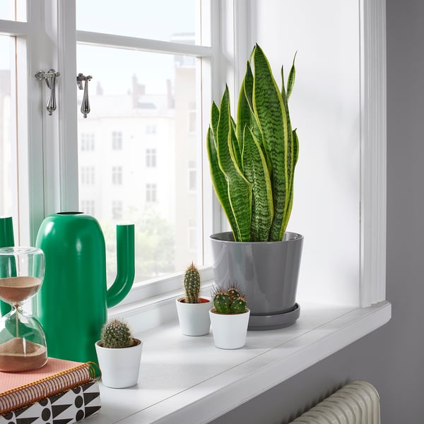 Sansevieria a l'ampit de la finestra amb cactus, gerro i temporitzador.