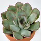 Suculenta taronja amb fulles verdes i vermelles.