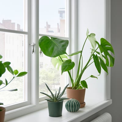 Three potted plants by a window, one large leafy green and two smaller ones, with cityscape view outside.