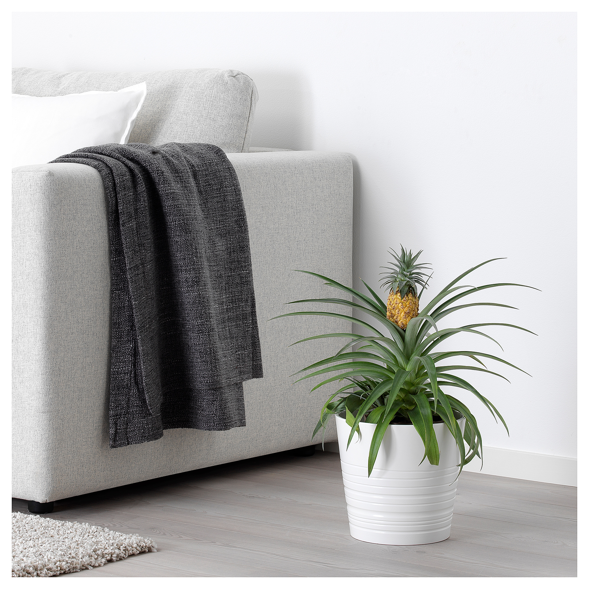 ANANAS Potted plant, Pineapple, 15 cm IKEA