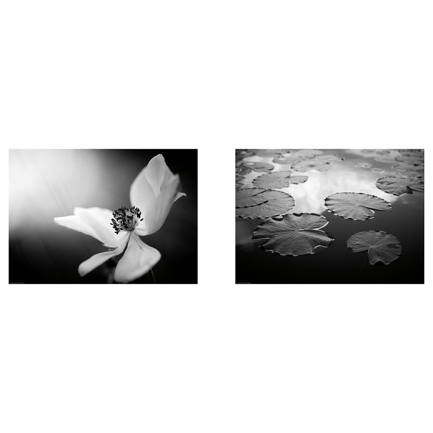 Bild Poster Forest Life 70x50 Cm Ikea