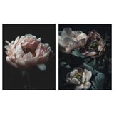 Two posters featuring close-ups of a pink flower against a black background.