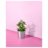 Silver-potted green plant on pink surface.