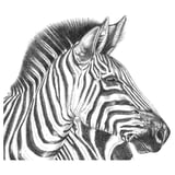 Black and white zebra head sketch, detailed stripes, monochrome art.