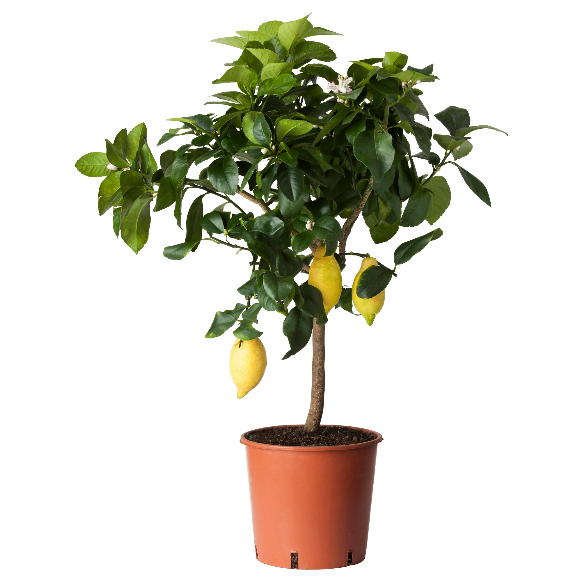CITRUS Potted plant, lemon, 21 cm IKEA