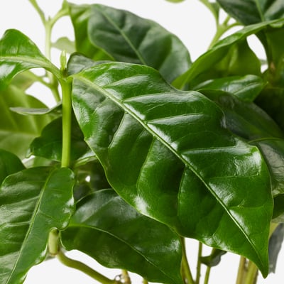 Close-up of vibrant, glossy green coffee plant leaves, thriving and healthy.