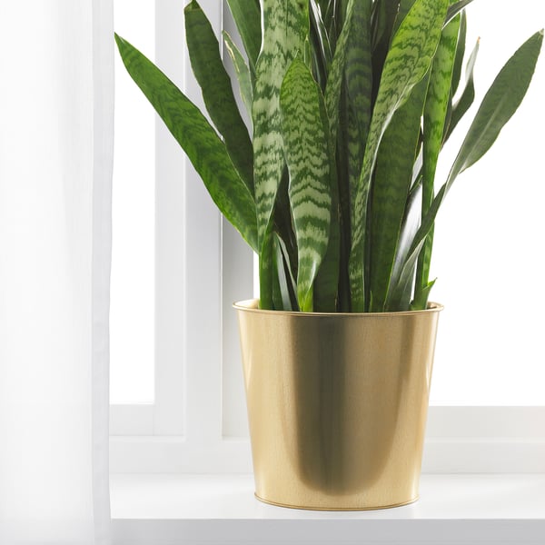 Golden planter with green plant; adds decor, durable, mixes well with others.