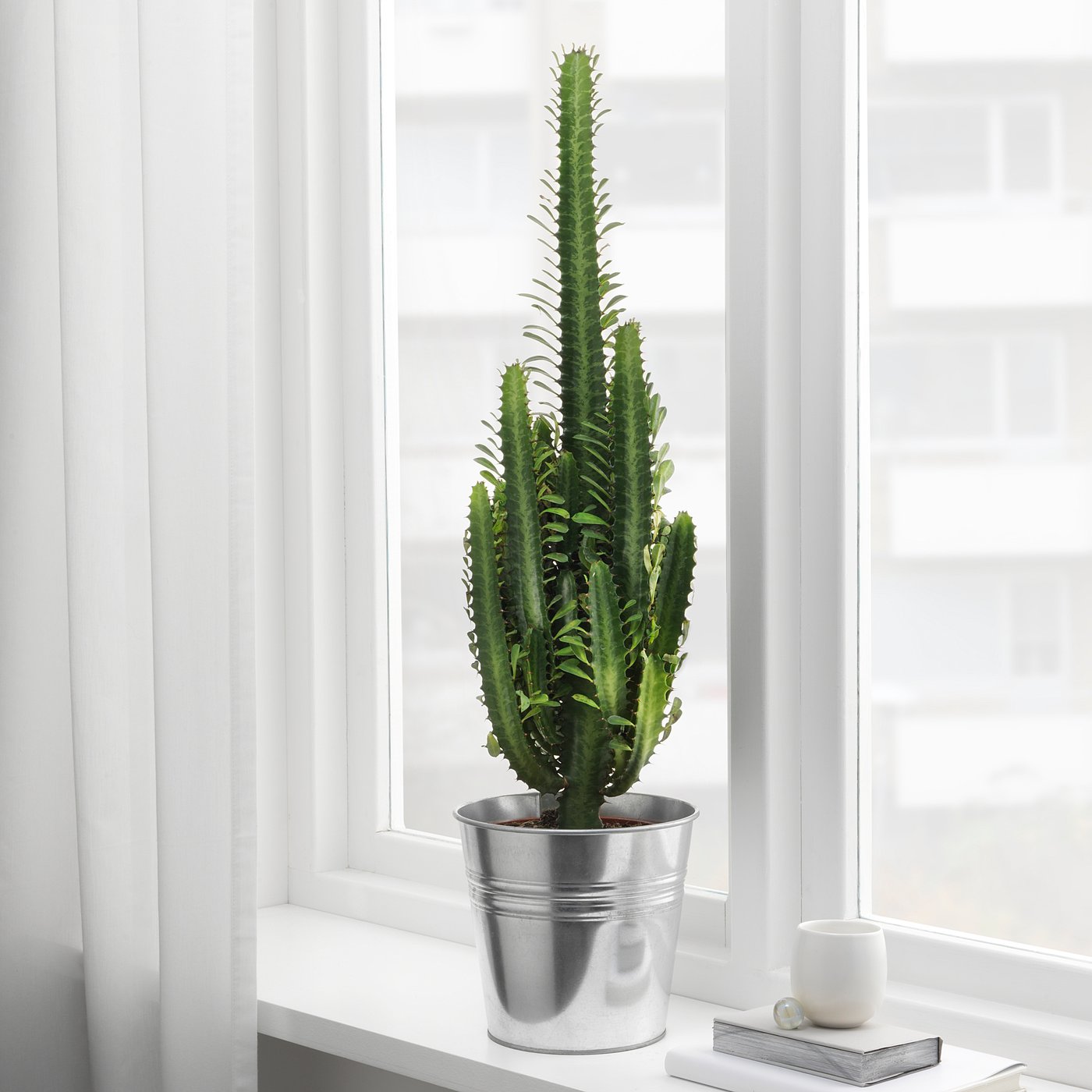 EUPHORBIA Potted plant IKEA