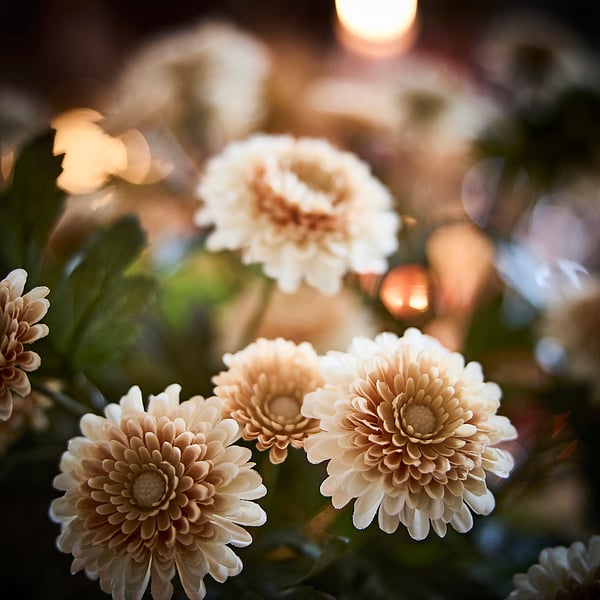 FEJKA Artificial potted plant, in/outdoor/Chrysanthemums light orange, 15 cm