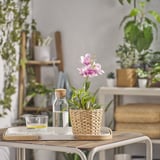Small white FEJKA orchid in basket on metal tray, with pink flowers. Background: potted plants and wooden shelf.