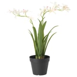 FEJKA potted plant, white flowers, green leaves.