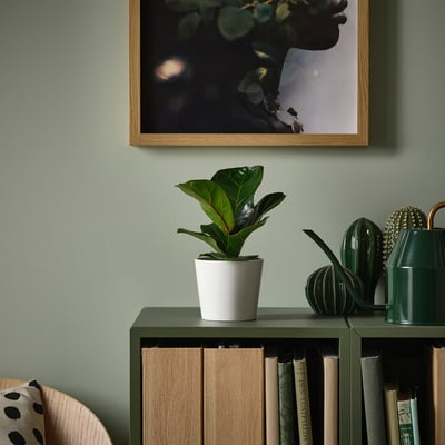 Potted ficus bambino, books, art.