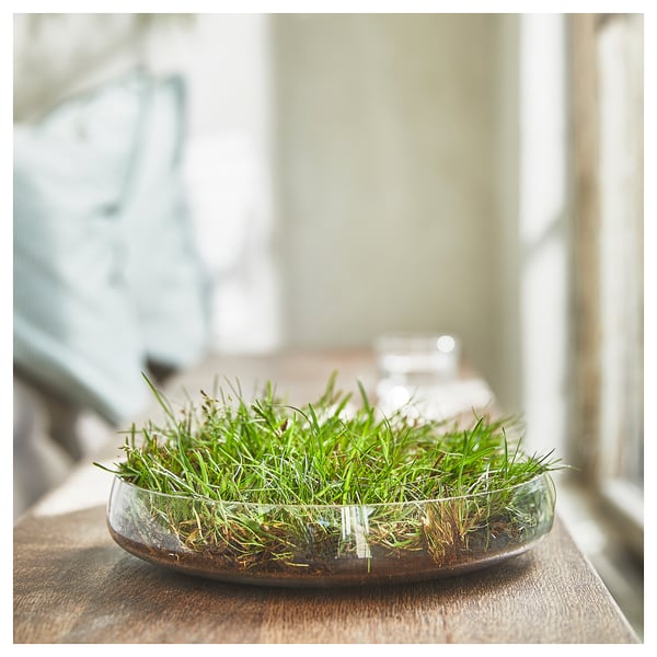 Small, round glass bowl with green grass-like plant on a wooden table near a window.