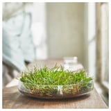Small, round glass bowl with green grass-like plant on a wooden table near a window.