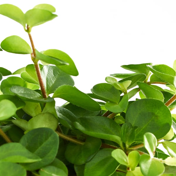 Potted plant with vibrant green leaves