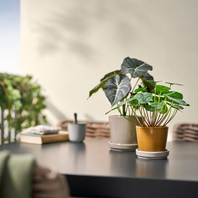Two potted plants on desk; yellow and beige pots with saucers.