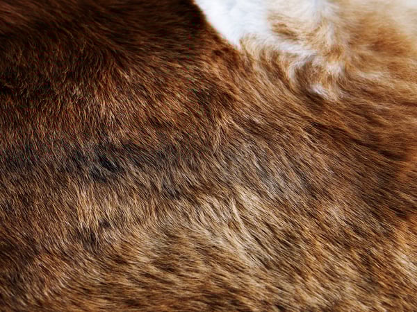 Close-up of reddish-brown cowhide. Natural texture, varied shading. Durable, unique design.