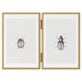 Two gold-framed artworks with detailed black beetle illustrations.
