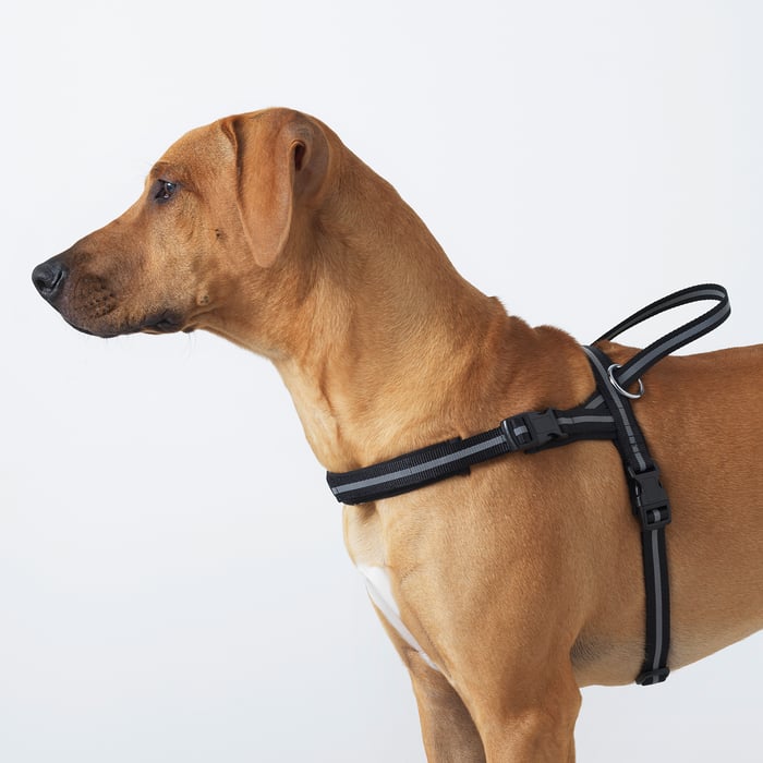 LURVIG Reflective harness, black, 5266x5888 cm IKEA