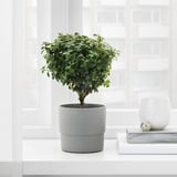Potted plant by window