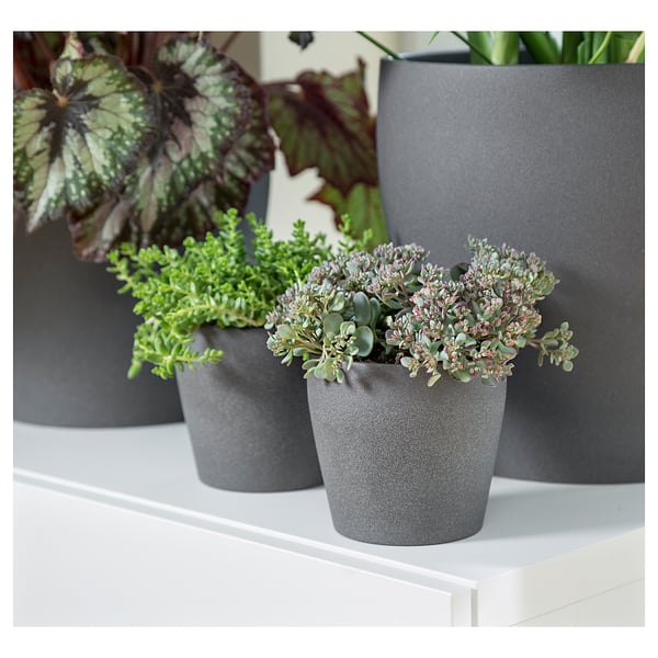 Three grey pots on white shelf: tall plant left, wide plant center, small succulent right.