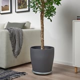 Green plant by white couch