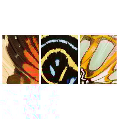 Three butterflies: red, black, blue, yellow, green wings in frames.