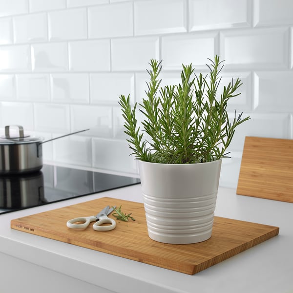 A potted rosemary plant sits on a wooden cutting board with scissors, set on a kitchen counter.