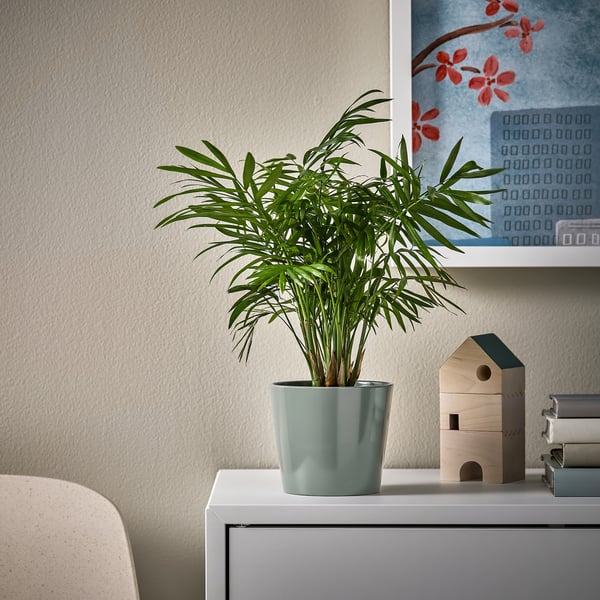 Green plant, palm, birdhouse on white shelf.