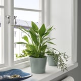 Two SOJABÖNA pots on a window sill, one with large green leaves, another with rosemary, both in light blue, set against a white window frame.