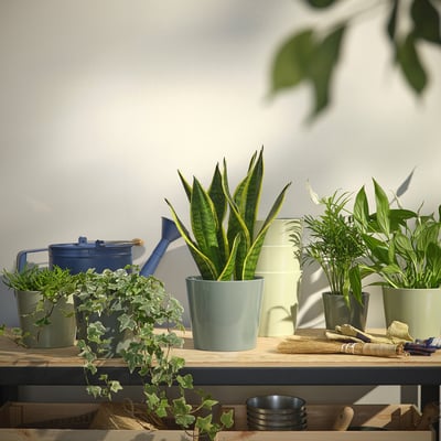 Shelf with green plants in SOJABÖNA pots, blue watering can, natural light.