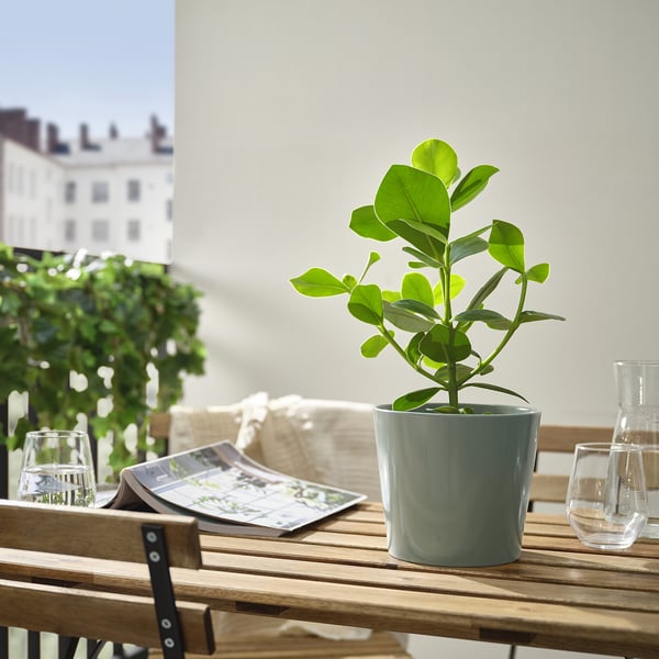 Small potted green plant sits on wooden table. Two glasses of water and a newspaper nearby. Background has a building and chair.