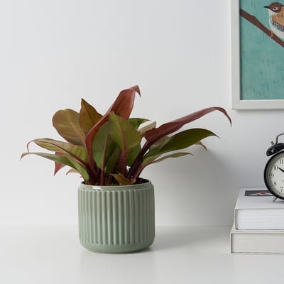 Image shows a potted plant in a green ceramic planter on a white surface.
