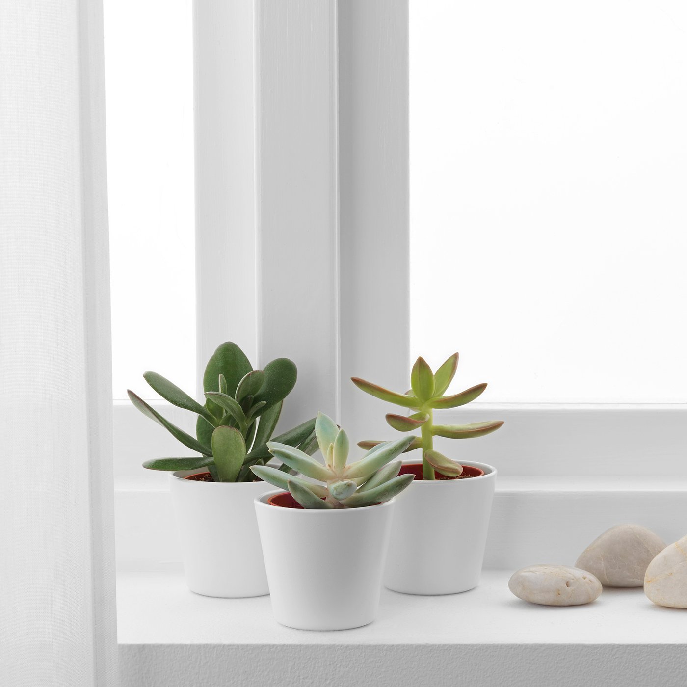 Plants IKEA