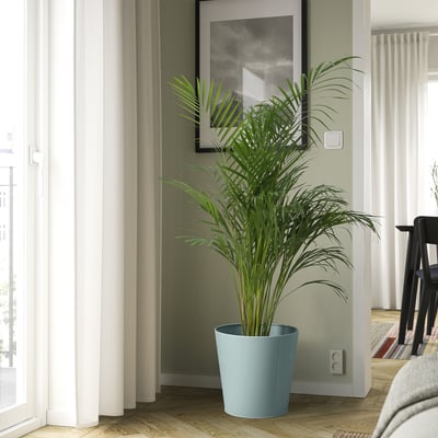 Modern living room with plant and chair.