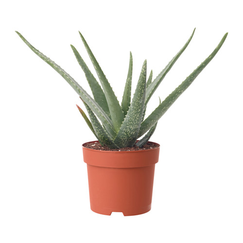 Resultado de imagen de Aloe vera