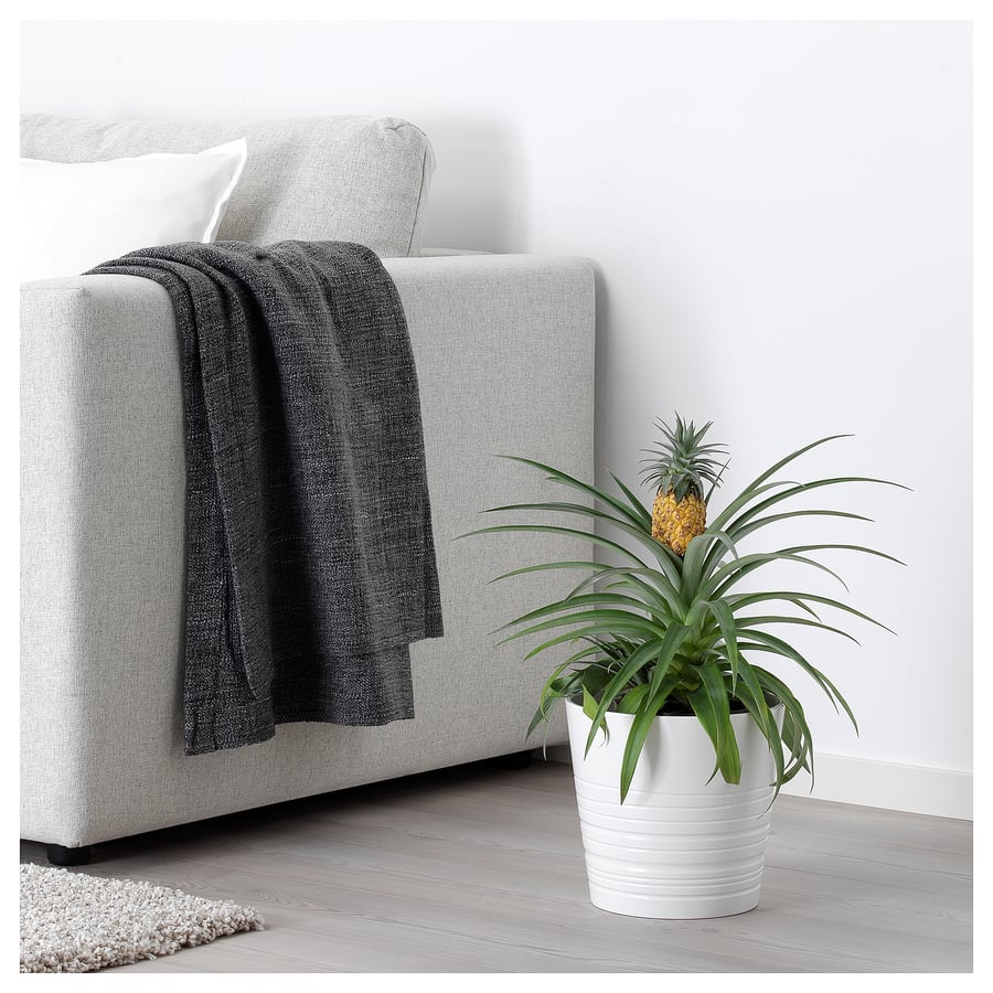ANANAS Planta , piña, 15 cm - IKEA