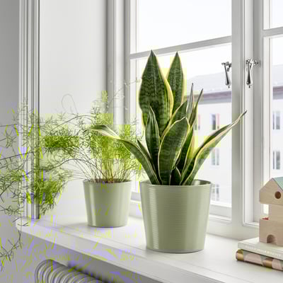 Dos macetas rayadas en el alféizar de la ventana: planta de serpiente y helecho. Loza, interior.