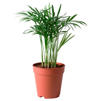 Plantas para tu Hogar - IKEA